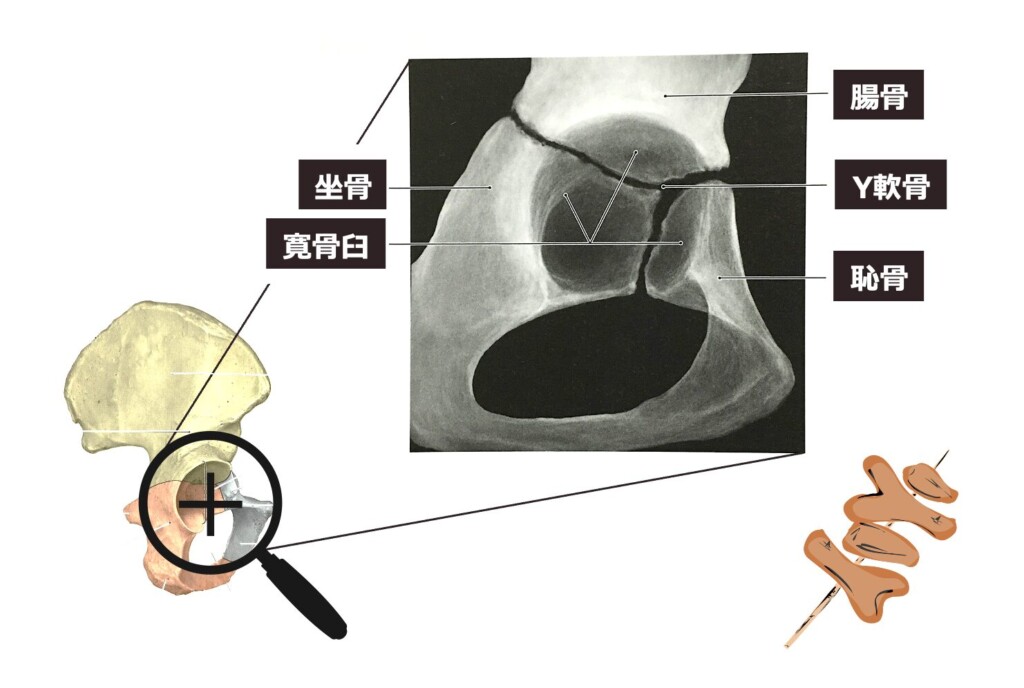 Y軟骨を説明した図